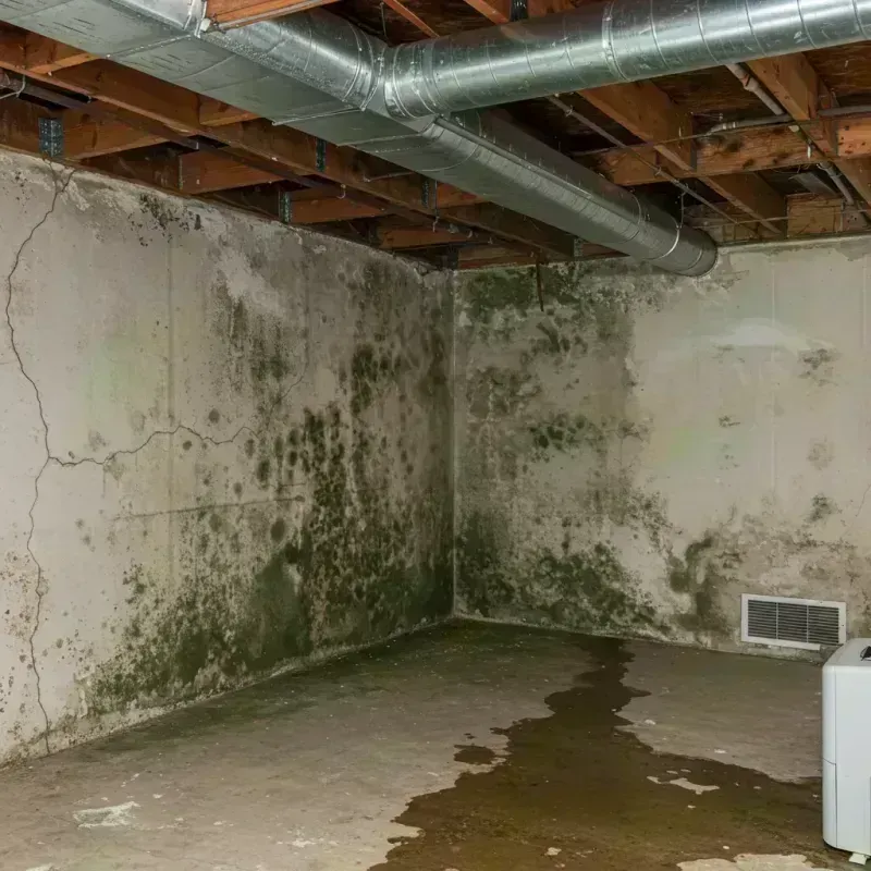 Professional Mold Removal in Mila Doce, TX